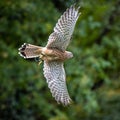 Common kestrel, Falco tinnunculus is a bird of prey species belonging to the falcon family Falconidae Royalty Free Stock Photo