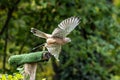 Common kestrel, Falco tinnunculus is a bird of prey species belonging to the falcon family Falconidae Royalty Free Stock Photo