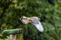 Common kestrel, Falco tinnunculus is a bird of prey species belonging to the falcon family Falconidae Royalty Free Stock Photo