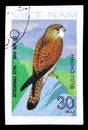 Common Kestrel (Falco tinnunculus), Birds of Prey serie, circa 1982 Royalty Free Stock Photo
