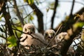 Common Kestrel Falco tinnunculus chicks in the nest