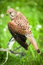 Common Kestrel Royalty Free Stock Photo