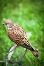 Common Kestrel - Falco tinnunculus Royalty Free Stock Photo