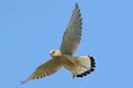 The common kestrel Falco tinnunculus in flight.