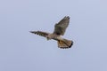 Common kestrel, Falco tinnunculus hovering in flight. Royalty Free Stock Photo