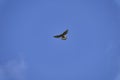 Common kestrel, Falco tinnunculus, hovering over its prey Royalty Free Stock Photo