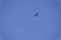 Common kestrel, Falco tinnunculus, hovering over its prey Royalty Free Stock Photo