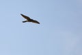 Common kestrel Falco tinnunculus hunting in the wilds. Bird of prey flying in natural habitat. Royalty Free Stock Photo