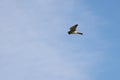 Common kestrel Falco tinnunculus hunting in the wilds. Bird of prey flying in natural habitat. Royalty Free Stock Photo