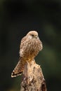 Common Kestrel, Falco tinnunculus, isolated on blurred dark background. Bird of prey perched on old rotten trunk. Wildlife