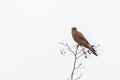 Common Kestrel, Falco tinnunculus, little bird of prey Royalty Free Stock Photo