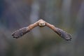 Common Kestrel, Falco tinnunculus, little bird of prey sitting in the forest, Finland. Bird Flight in the nature. Wildlife scene Royalty Free Stock Photo