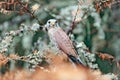 Common Kestrel, Falco tinnunculus, little bird of prey sitting in orange autumn forest, Germany. Larch tree with fall dawn leaves