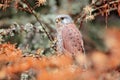 Common Kestrel, Falco tinnunculus, little bird of prey sitting in orange autumn forest, Germany. Larch tree with fall dawn leaves Royalty Free Stock Photo