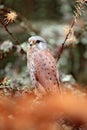 Common Kestrel, Falco tinnunculus, little bird of prey sitting in orange autumn forest, Germany. Larch tree with fall dawn leaves Royalty Free Stock Photo