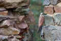 Common Kestrel, Falco tinnunculus, little bird of prey sitting in orange autumn forest, Germany. Larch tree with fall dawn leaves Royalty Free Stock Photo