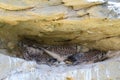 Common Kestrel, Falco tinnunculus, little bird of prey Royalty Free Stock Photo