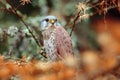 Common Kestrel, Falco tinnunculus, little birds of prey sitting orange autumn forest, Finland Royalty Free Stock Photo