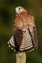 Common Kestrel, Falco tinnunculus, little birds of prey sitting on the tree trunk, Finland Royalty Free Stock Photo