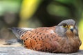 Common Kestrel (Falco tinnunculus)