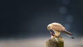 Common kestrel Falco tinnunculus, male, eating mouse on stake