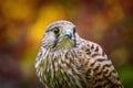 Common Kestrel Falco Tinnunculus Royalty Free Stock Photo