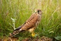 Common Kestrel Falco tinnunculus sitting on the ground Royalty Free Stock Photo