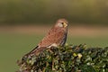 A Common Kestrel, Falco tinunculus, adult female perched.