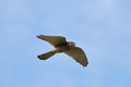 The common kestrel in flight Royalty Free Stock Photo