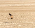 A Common kestrel in flight Royalty Free Stock Photo