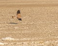 A Common kestrel in flight in desert Royalty Free Stock Photo