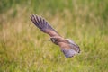 The common kestrel in flight up close Royalty Free Stock Photo