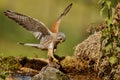 Common Kestrel hunting little mouse, Falco tinnunculus. Royalty Free Stock Photo