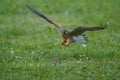 Common Kestrel hunting little mouse, Falco tinnunculus. Royalty Free Stock Photo