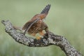 Common Kestrel