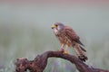 Common Kestrel