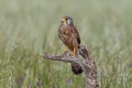 Common Kestrel