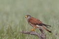 Common Kestrel