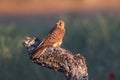 Common Kestrel