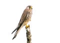 Common Kestrel isolated on white background Royalty Free Stock Photo