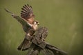 Common Kestrel landing Royalty Free Stock Photo