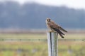 A common kestrel perched on a fence post Royalty Free Stock Photo