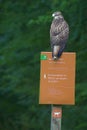 Common Kestrel perched on a trail sign