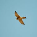Common kestrel photo from marmoom Royalty Free Stock Photo