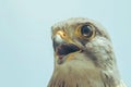 Common Kestrel Portrait Beak Wide Open Falco tinnunculus