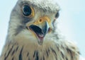 Common Kestrel Portrait Beak Wide Open Falco tinnunculus