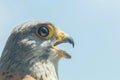 Common Kestrel Portrait Beak Wide Open Falco tinnunculus