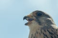 Common Kestrel Portrait Beak Wide Open Falco tinnunculus