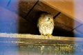 Common Kestrel Portrait Beak Wide Open Falco tinnunculus European kestrel