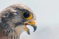 Common Kestrel Portrait Beak Wide Open Falco tinnunculus European kestrel